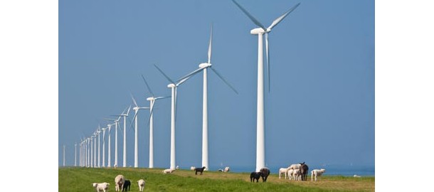 windmolen_koeien